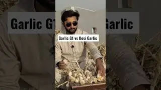 Garlic G1 vs Desi Garlic #agriculture #vs #desi #Ns756