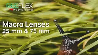 REEFLEX Macro 25mm & Long Range Macro 75mm lenses | hands-on with David Addison