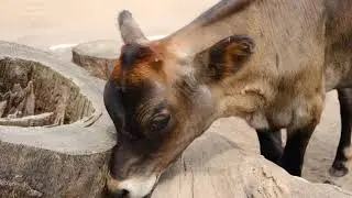 A Cow Eating His Food | [ Copyright Free Video ]