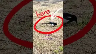 🐦 Do you know what birds they are? 你知道它是什麼嗎？ #喜鵲 #Orientalmagpie #Picaserica