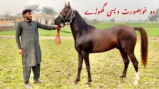 Mushka Dancer Ghoda | Nukra Neza Baz Ghoda | Pakistani Local Horse Breed | Horse For Sale 