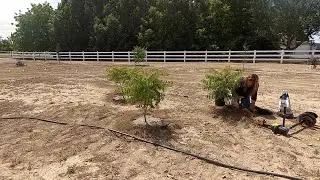 Planting Sumacs and Elderberries! 🌿 // Garden Answer