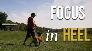 How to Teach Your Dog to FOCUS in Heel (Engagement Drill Method)