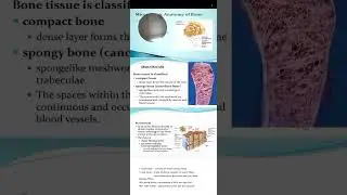 MICROSCOPIC STRUCTURE OF THE BONE