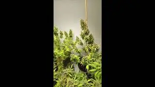 Skyline 400 led grow lights