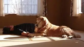 この行動は普通？凄い？ヤバい？皆さんはどう思いますか？ 【golden retriever japan】
