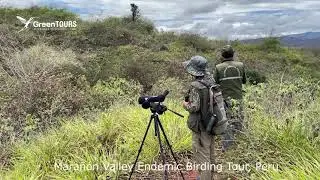 Mara&ntilde;&oacute;n Valley Endemic Birding Tour, Peru | Green Tours
