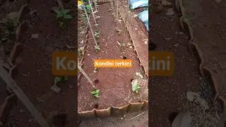 kondisi terkini cabe ori 212 usia 10 HST #cabeori212