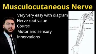 Musculocutaneous Nerve All in one Vedio l Course l Sensory & motor innervation