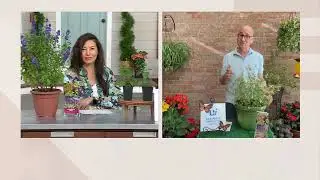Ultimate Innovations 2Pc Hummingbird Mint Salvia Live Plants on QVC