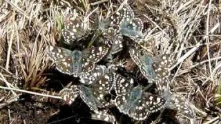 Syrichtus cribrellum