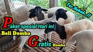 REVIEW HARGA DOMBA DORPER F1, F2 SPESIAL KEJUTAN GRATIS DOMBA 