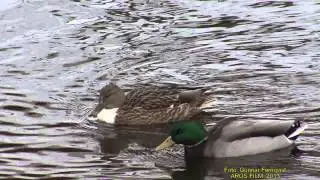 GR&Auml;SAND  Mallard Duck  (Anas platyrhynchos)  Klipp - 1120
