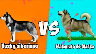 Siberian Husky vs Alaskan Malamute Who Wins