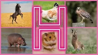 Animals Starting with H &ndash; Interesting Facts and Simple Words for Kids