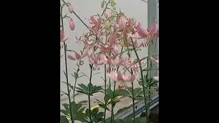 Lilia Martagon złotogł&oacute;w Lilium 'Pink Morning' 🥀 Zobacz jak wygląda🌱 - CEBULE kt&oacute;re KWITNĄ -