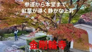 参道から本堂まで、紅葉が導く静かな上昇。金剛輪寺。