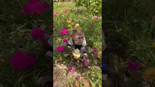 baby monkey bibi likes to eat bananas