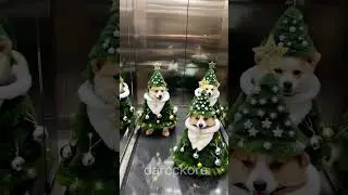 #christmas #weihnachten #short #christmasdogs #christmastree