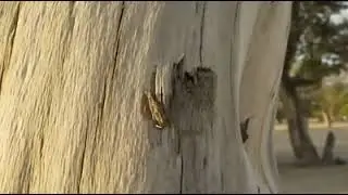 Mopane tree and its importance
