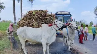 Bullock Cart Ride | Bullock Cart Heavy Load Pulling Performance