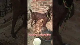 mashallah for sell ke liye available hai sirohi female loded hai 1.19 din ki #goat #trending #shorts