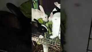 cutest rabbits eating 🍴🍴😘 #bunnies #cuterabbits  #rabbitfarming  #rabbitseating #shorts