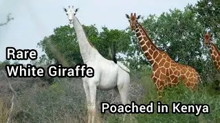 Rare white Giraffe poached in wildlife sanctuary in Kenya, rare giraffe Endangered Species#wildlife