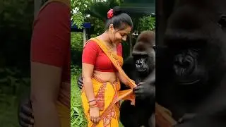 Ai Hero Gorilla Dresses His Wife in a New Saree