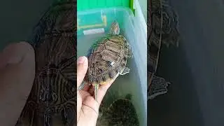 CEK KURA KURA REZ BRAZIL JUVE #turtle #kuraair #redearedsliderturtle #pets