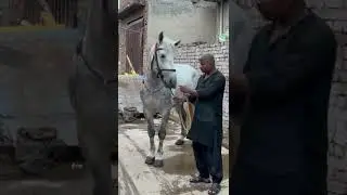 Shah Murtajiz Badshah OR Murtajiz Badshah