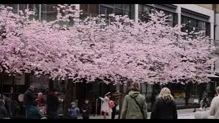 Sakura tree in Birmingham