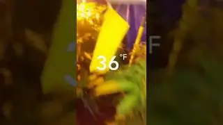 Winter Grow 2016-2017 Cold Weather Central California