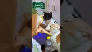 Gluttonous cat😹#cat #funny #for #fyp #funnyvideo #animal #animalsoftiktok #usa #pets