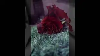 Rose day wishes 2018 | Rose day quotes | sms | images | gifs | status | 2018