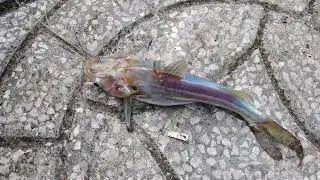 Digging for Fishing Worms &ndash; Hidden Gold Beneath the Soil!
