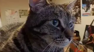 Calendar Of Cats : February 2017