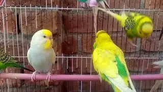 Australian beautiful bird's sounds 