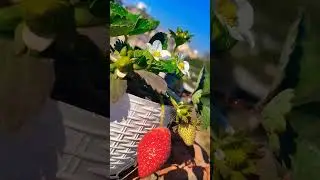 photo m to achha dikhta hu na.. | strawberry 🍓| 🍓🍓🍓 | #nature #strawbeery #trending #shorts #viral