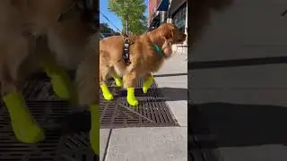 The Funniest First-Time Boots Walk