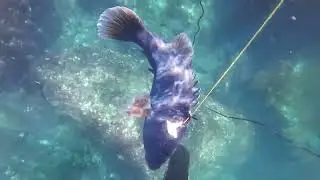 WA Spearfishing: 15-20kg Western Blue Grouper