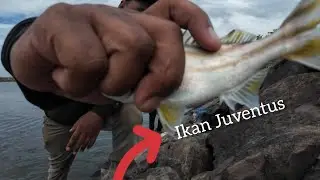 Mancing di Spot Gacor, Tapi Umpan Terus Diganggu Ikan Juventus