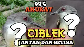 99% CARA PALING AKURAT MENGETAHUI CIBLEK JANTAN DAN BETINA