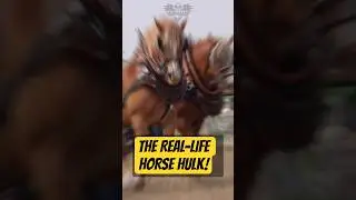 STRONGER THAN A MACHINE, MEET THE BELGIAN DRAFT!#animals #animalshorts #horses