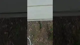 28 parrot digging a hole