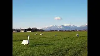 2021Snow