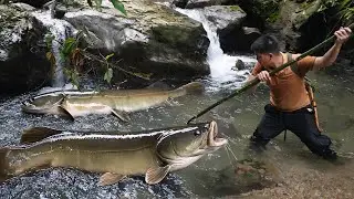 Wild Survival: From Catching Stream Fish to Making a Forest Chicken Coop, survival
