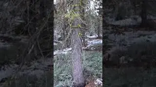 Hmong hunting 2021