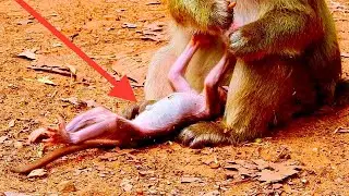 Millions pity adorable newborn baby monkey very weak baby really cried request milk