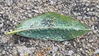 Pulgón verde en melocotonero y albaricoquero - Hyalopterus pruni.